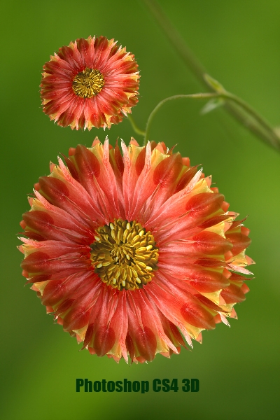 Creation of Rare Red Sunflowers: Step 6